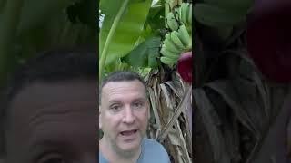 How well does Java “ice cream” Banana make fruit?  #icecreambanana