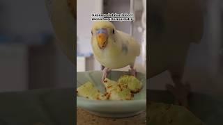 Sever annesini benim bal kuşum  #muhabbetkuşu #trend #budgies #birds #pets