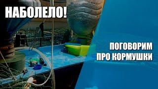 Наболело!  Про кормушки для УЗВ