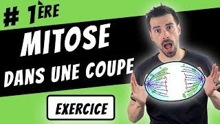 MITOSE dans une coupe -Première SVT