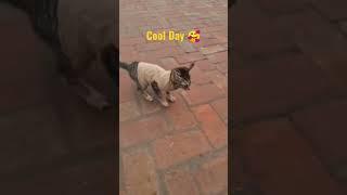  nice cat #catlovers #jagdeepgrewalvlogs