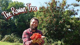 The Rowan Tree - Wild Food, Health Benefits & Mythology (Mountain Ash)