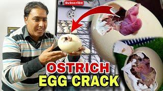 Ostrich egg crack |Ostrich farm sheikhupura|