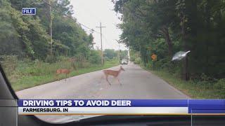 Road safety tips to avoid deer