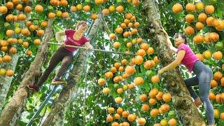 Harvesting Sour Fruit On Tall Tree Goes To The Market Sell - Farm Life | Phuong Daily Harvesting