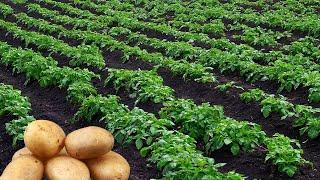 Agriculture Technology Potatoes | Cultivativate Potatoes | Amazing Potatoes Field | Potatoes