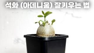 아데니움 (사막의 장미) 키우기 좋은 화분 / 분갈이 / 구독자 2만명 기념 특허난화분 200개 무료 나눔