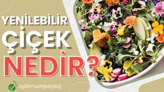 YENİLEBİLİR ÇİÇEK NEDİR? YENİLEBİLİR ÇİÇEKLER NASIL KULLANILIR? YENİLEBİLİR ÇİÇEKLER HANGİLERİDİR?