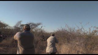 Buffalo Charge: like a freight train through the sickle bush