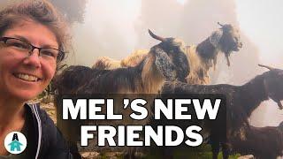 Mel hikes with screaming goats in the Indian Himalayas!