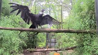 Cool Condor Posing at Bergen County Zoo, Paramus New Jersey NJ