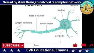 Neural System ll Nervous system ll CVR YouTube Channel