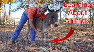 Learning About Farm Animals with Farmer Jason (Educational Farm Video For Kids)