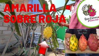 Injerto de PITAHAYA Amarilla sobre undatus Cambia el sabor?#agricultura #pitahaya #injertos