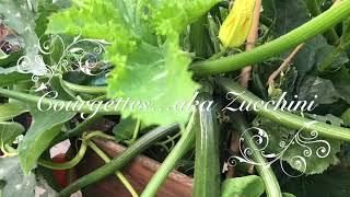 Chinese Courgettes with Purple Perilla