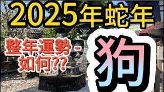 【古柏論命 - 張古柏】2025年乙巳年12生肖整年運勢透析 – 狗