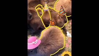 How Capybara is called in Asian countries? [Read Description] #capybara #masbro