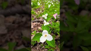 Trillium National flower of Ontario #trillium #viralvideo #shorts #fyp  #shortvideo #youtubeshorts