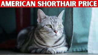 Price of American Shorthair Cat | How Much is an American Shorthair Cat?