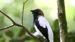 Bearded Bellbird