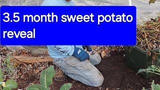 3.5 months sweet Potato experiment reveal