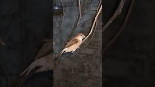 Silver Bill Finch pair in Flight cage