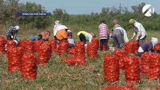 В Астраханской области собрано и реализовано более 740 тысяч тонн овощной продукции