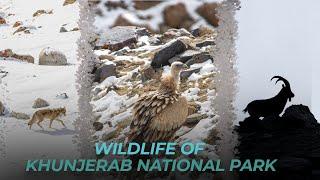 Wildlife of Khunjerab National Park, Pakistan | Short film