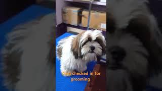 zizi checked in for grooming at passion pets madurai 9360428773