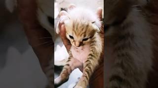 cute little kitten - baby cat #babycat #kitten #cat