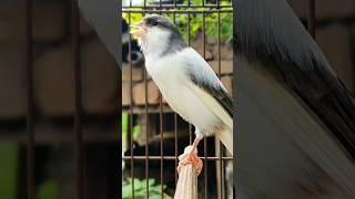 canary bird in home | bird sound #birds #animals #canary #funnyanimals