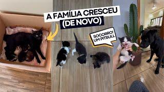 AGORA SÃO 9 GATOS PRA EU CUIDAR!  mais 4 gatinhos “pretos” pra conta ‍⬛