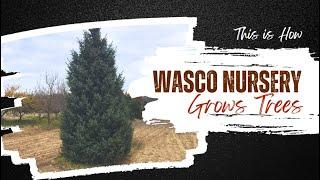 How Wasco Nursery Grows Trees // How to Grow Trees Herbicide Free