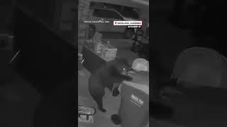 Bear gets caught stealing trash container * Bear Steals Trash Container