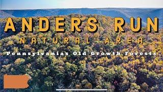 Exploring Anders Run: Secrets of the Timeless, Old Growth Forests