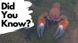 Things You Need To Know About SIGNAL CRAYFISH!