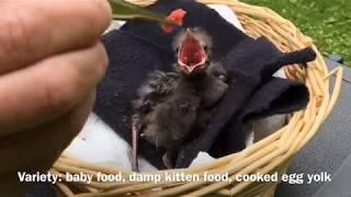 Raising A Baby Grackle: part I  -  by Mike Franzman