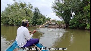 Full of struggle to raise this Barramundi fish, the results are abundant this time