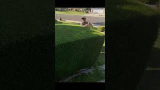 Relaxing landscaping hedge trimming