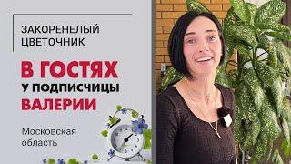 В гостях у Валерии. Салтыковка МО. Диффенбахии, филодендроны и секрет выращивания гигантских калл.