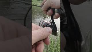 Классный ГОЛАВЛЬ #рыбалка #голавль  #fishing