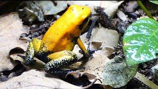 La rana mas venenosa del mundo. (Phyllobates terribilis orange/ rana dardo dorada