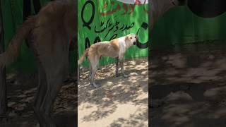 Beautiful Dog || The dodo || Dog's having fun at the road