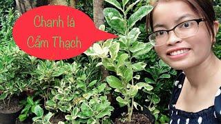 Chanh Lá Cẩm Thạch giống mới tại Hoa Kiểng Kim Trang LH 0911643600| Trang Đồng Tháp