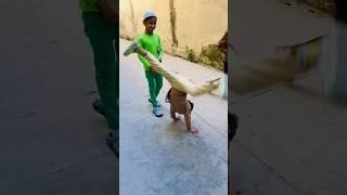 Funny steps  | Funny stunts | #funny | Typical Hab