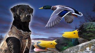 Ducks land on top of us! Hunting with Wingmen