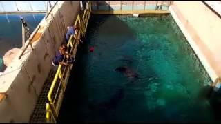 Il piccolo delfino Lapo mangia nelle vasche dell'acquario di Genova