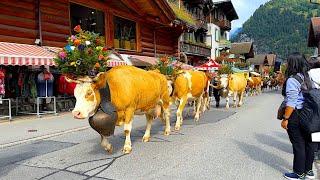 Lauterbrunnen Valley: Switzerland's most beautiful valley  4K Walk