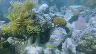 Florida Keys 2016 - Snorkeling Mosquito Banks