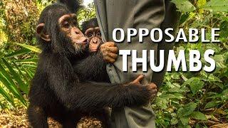 Great Ape: Opposable Thumbs